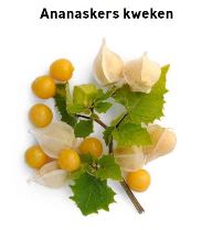 stadstuinieren.nl ananaskers